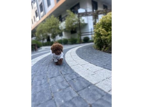 Kilo garantili toy poodle yavrularımız