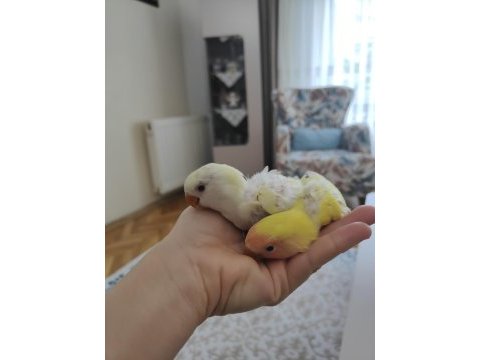 Yavru sevda papağanları