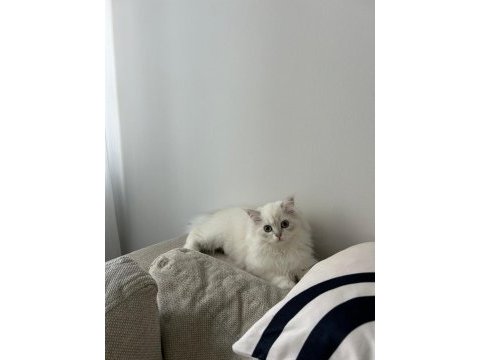 3.5 aylık british longhair yavru bundan sevimlisi yok