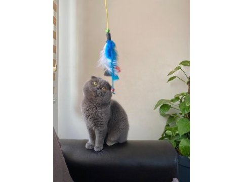 Ayı surat scottish fold oğluma eş arıyorum