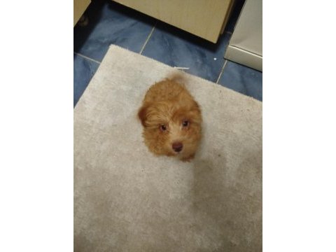 Maltipoo 4 aylık