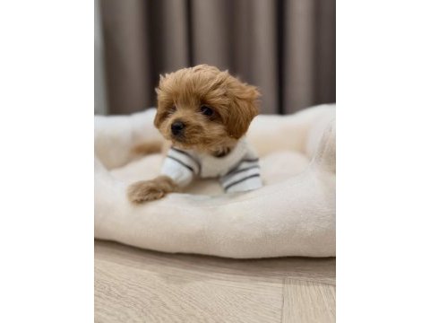 Irk garantili maltipoo yavruları
