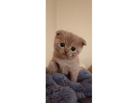 Scottish fold yeni yuvasını bekliyor