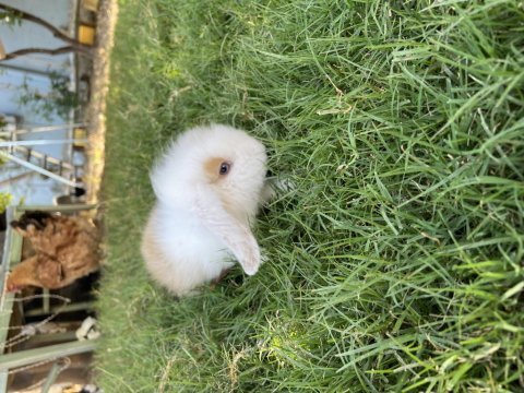 Cüce ve lop tavşan bebekler