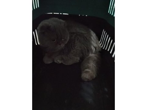 Aşıları tam british shorthair
