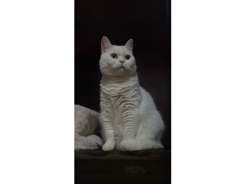 Ufak cins köpekle değerinde takas kedimiz