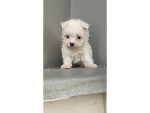 Harika maltese bebekler