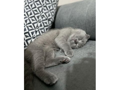 British shorthair yavrular ve farklı tür bebekler
