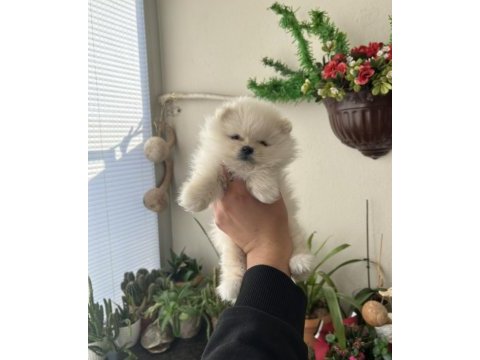 Ayı surat pomeranian yavrumuz