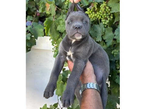 Cane corso yavrularımız