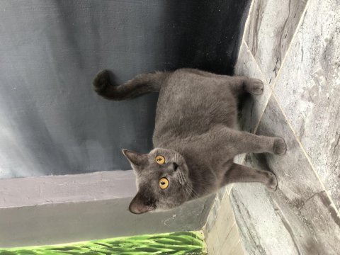 British shorthair 1 yaşında
