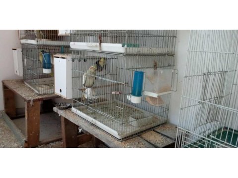 1.5 yaşında wifi çift sultan kanı sağlam kuşlardır
