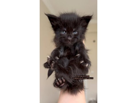 Türkiyenin her yerine teslim xxl maine coonlar