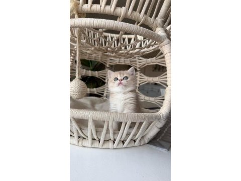 Özel renk british shorthair yavrular