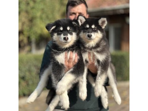 Safkan alaskan malamute yavrularımız