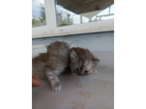 Cici ve asıl british yavrular