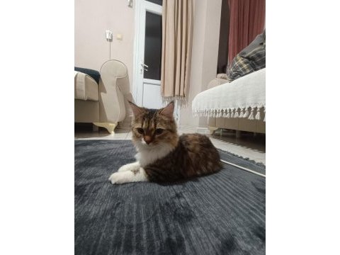 Annem hasta olduğu için kedimizi acil