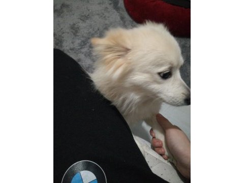 Sahibinden 2 yaşında pomeranian köpeği