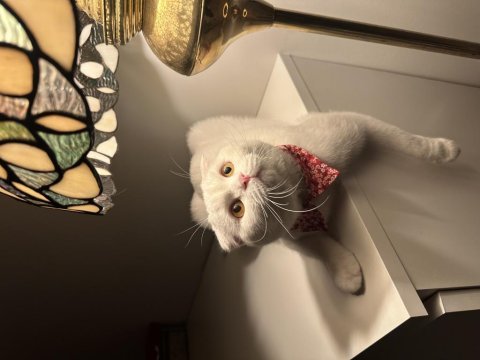 Scottish fold kedimiz bihtoşu sahiplendirmek