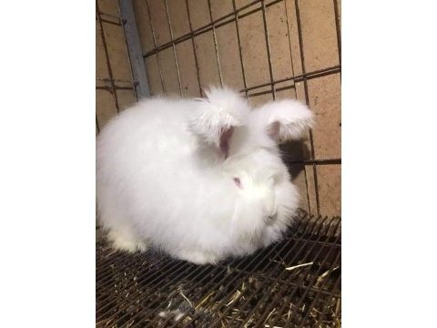 Angora tavşanı