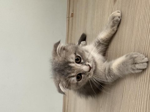 Scottish fold kedilerimiz