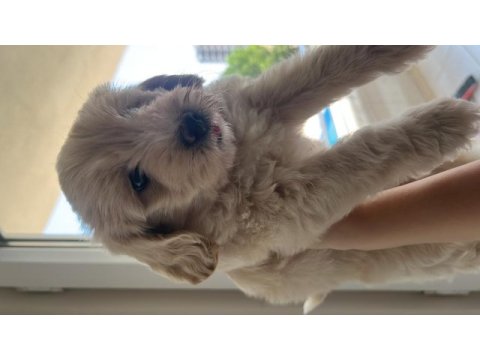 2 aylık yavru maltipoo