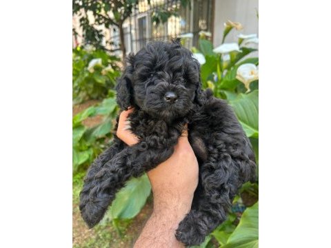 Toy poodle siyah