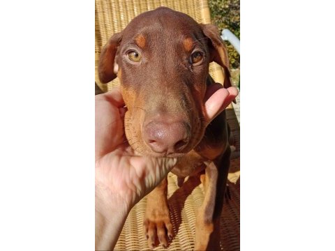 Kızıl asil doberman kardeş yavru 2