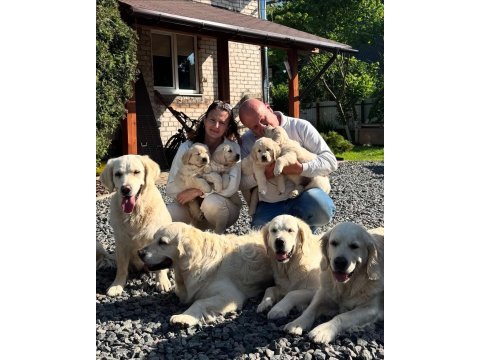 Golden retriever adrese teslim kapıda ödeme yapabilirsiniz