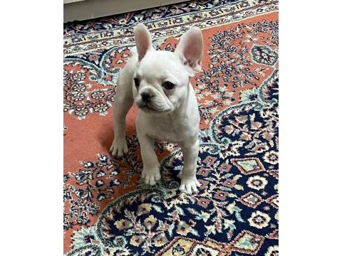 Egzotik french bulldog yavrular
