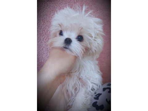 Şecere belgeli kore maltese bebekler