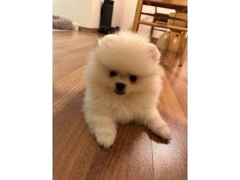 Pomeranıan boo ayı surat