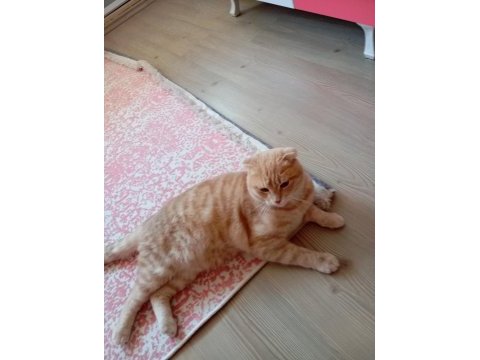 Scottish fold kırık kulak kedimiz yeni yuvasını arıyor