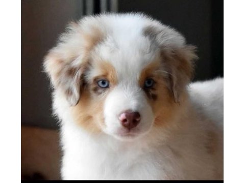 Çok iyi border collie yavruları istanbul