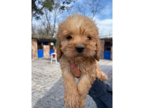 Zeki ve sevgi dolu bu maltipoo yavrusu sahibini bekliyor
