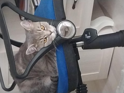 British shorthair mükemmel renk marsımız ücretsiz