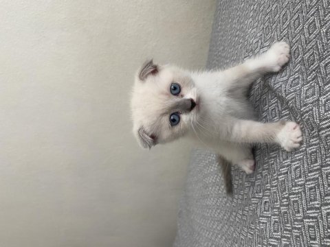 Yavru british shorthair