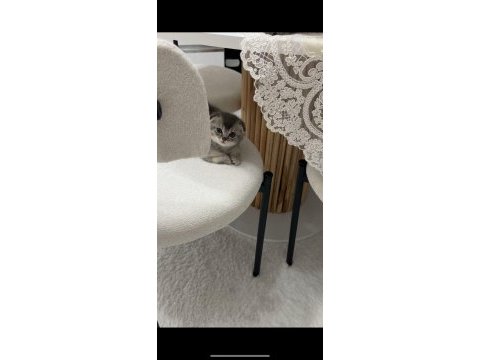 Ev ortamında büyüyen scottish fold yavrularımız 
