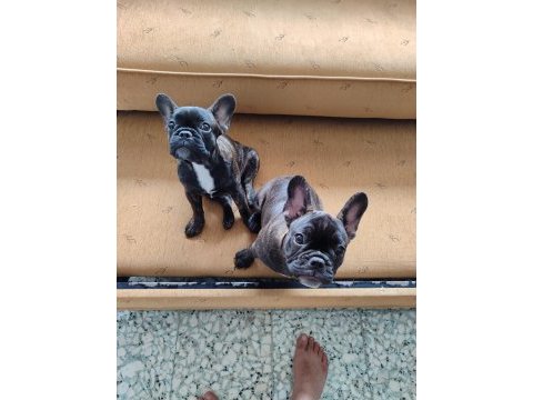 Tiger french bulldog yavruları
