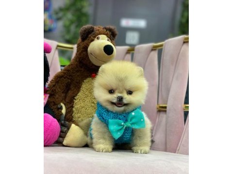 A kalite fci belgeli a kalite teacup pomeranian yavrular