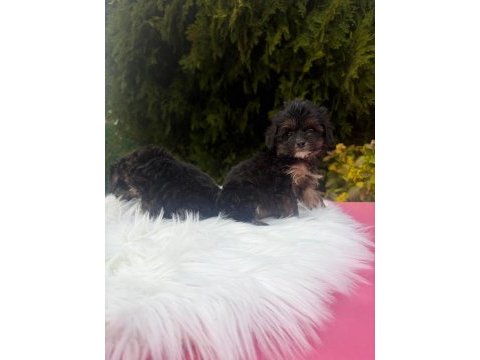 A++ maltipoo yavrular 81 ile gönderim var
