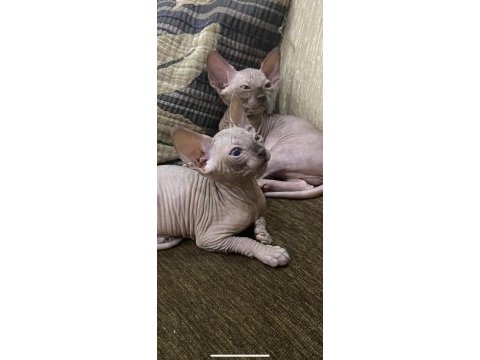 Safkan sphynx (sfenks) 2 aylık, 1 erkek 2 dişi