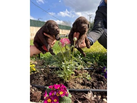 Labrador yavrularımız