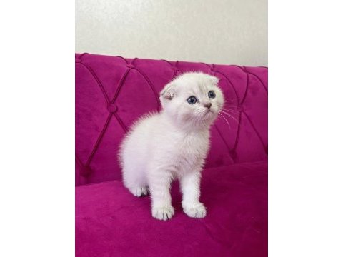 Safkan scottish fold yavrumuz