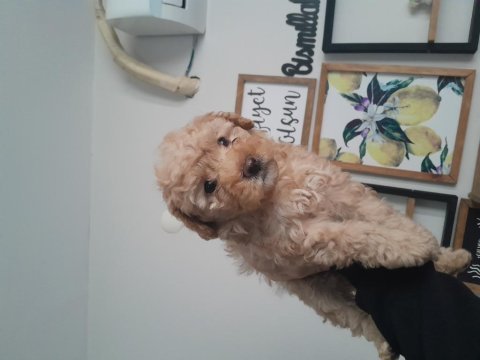 3 aylık toy poodle yavrumuz