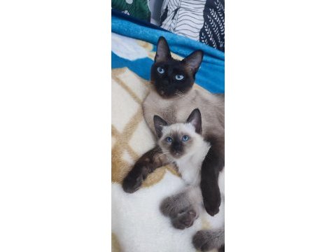 Sevimli siyam kedisi yavruları