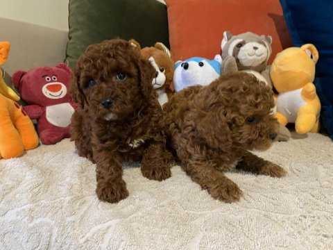 İki erkek kardeş poodle