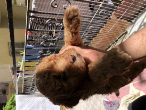 Dark red toy poodle