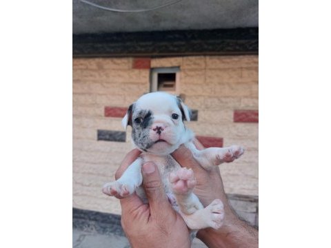 Bir şey anlatmaya gerek yok french bulldog yavrular ortada