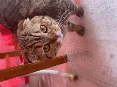 10 aylık dişi scottish fold